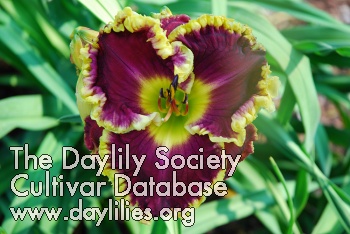 Daylily Bella Note